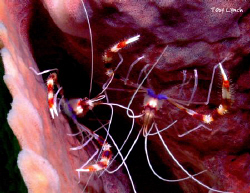 Banded Coral Shrimp by Toby Lynch 